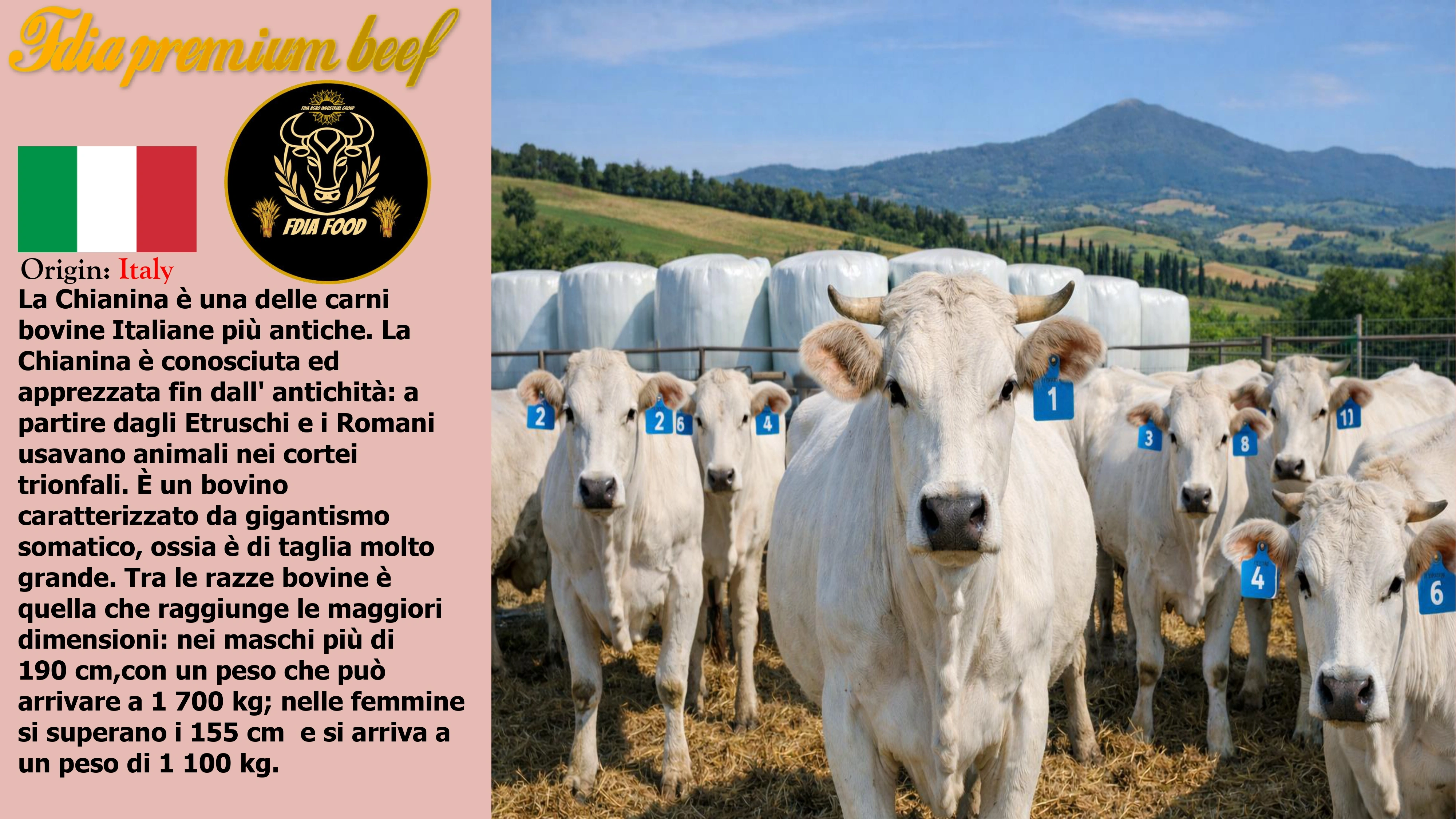 meat (6)